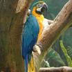 Parrots and Allies